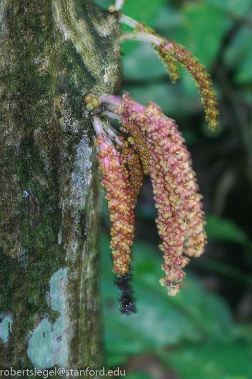 borneo 2005